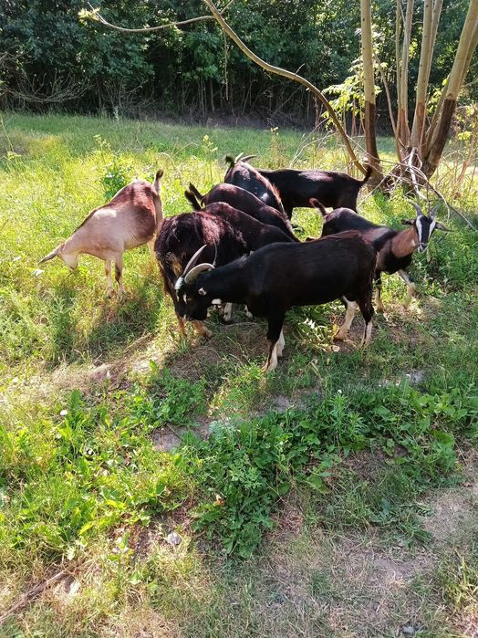 Продам кози молочної лінії