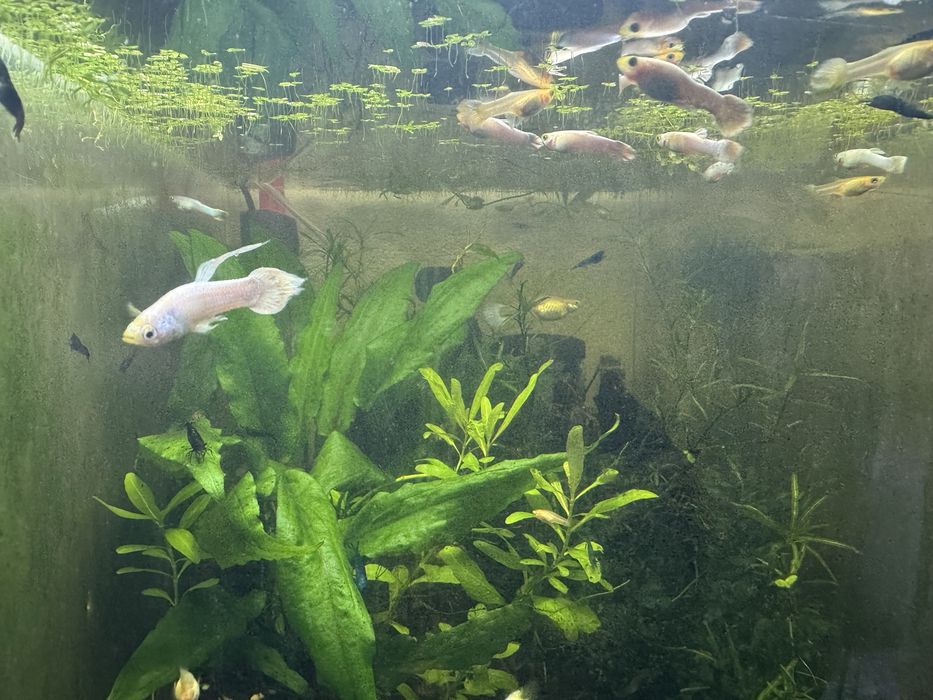Guppies Snow White