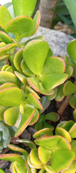 Planta Jade verde