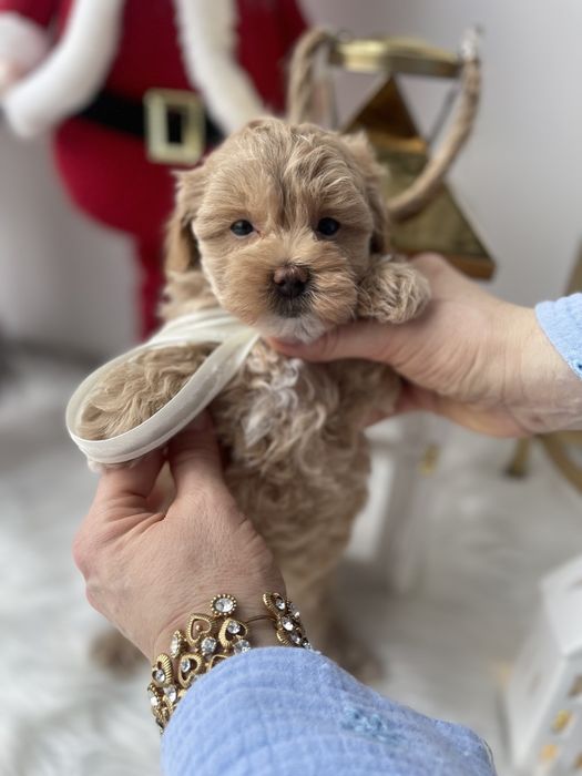 VIP Мальтипу F1  Дівчатка та хлопчик — краса з характером