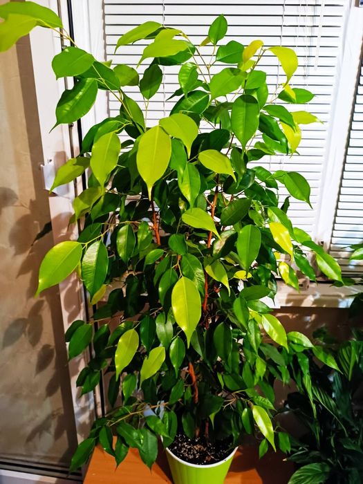 Фікус Бенжамина голд