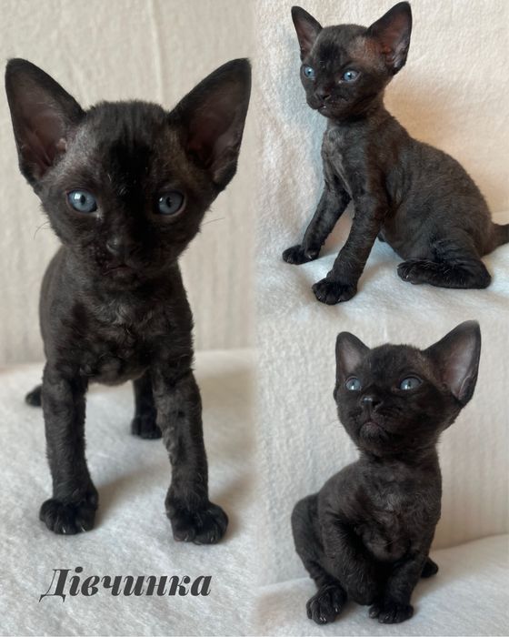 Кошенята Девон Рекс