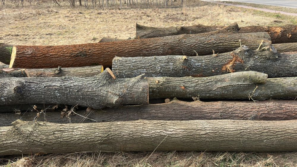 Sprzedam drzewo - tylko odbiór