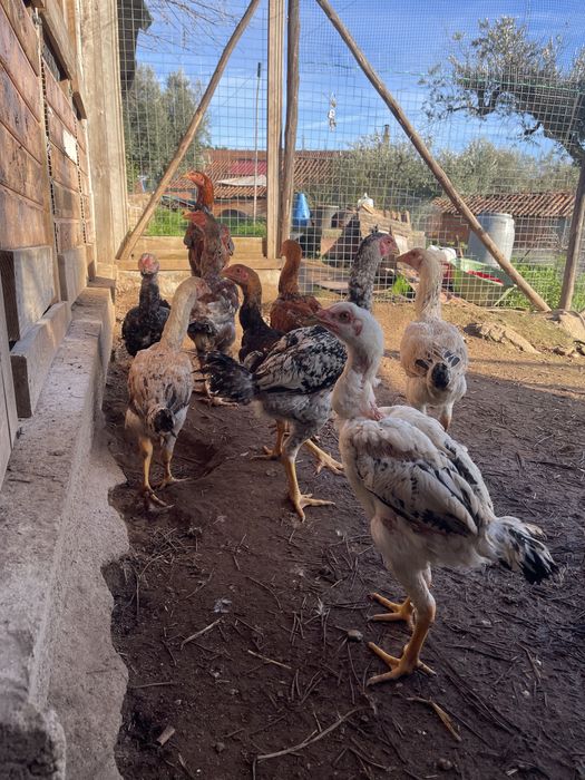 Indios Gigantes 2/3 meses