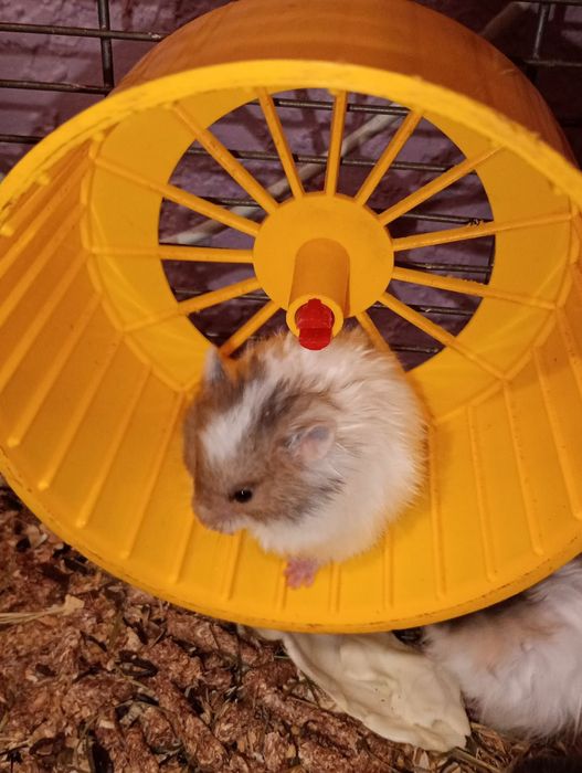 Королівські хом'яки