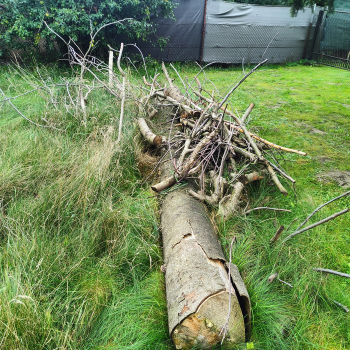 Sprzedam drzewo opałowe lub na deski