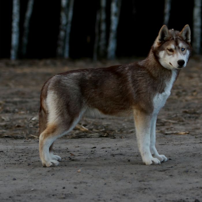 Sunia Siberian Husky FCI