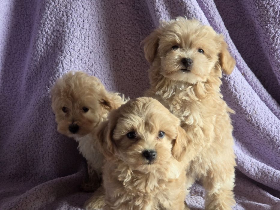 Maltipoo  z metryką