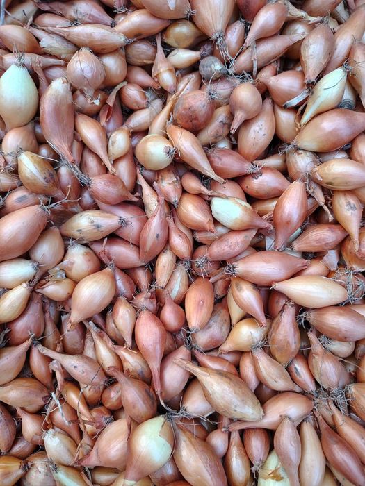 Цибуля сіянка тиканка Радар, Штуттгарт, Стурон, Чеботарський, Сноубол,