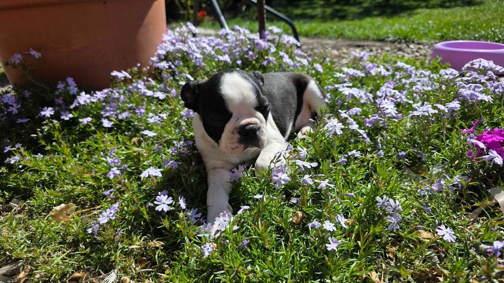 Boston terrier  zapowiedź miotu