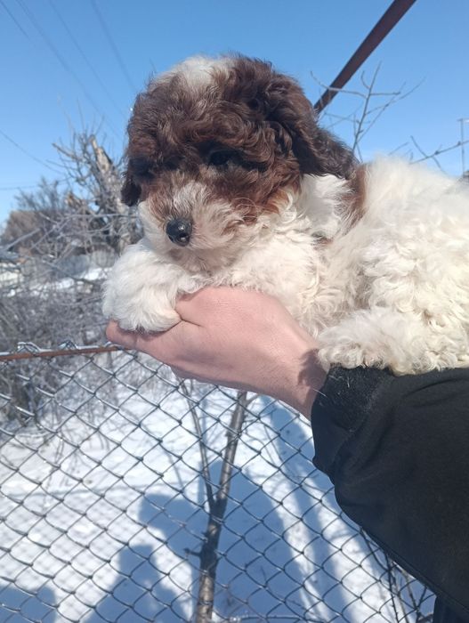 Пудель мініатюра