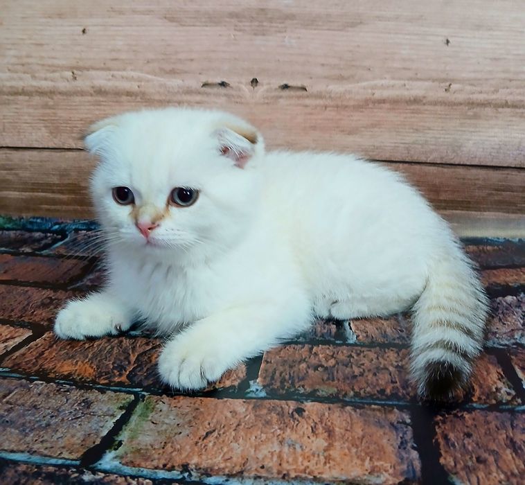Котик шиншила два місяці