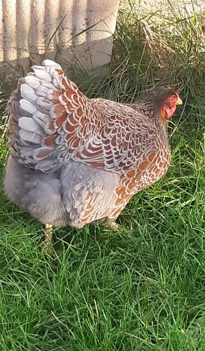 Sprzedam jaja lengowe  różnych ras