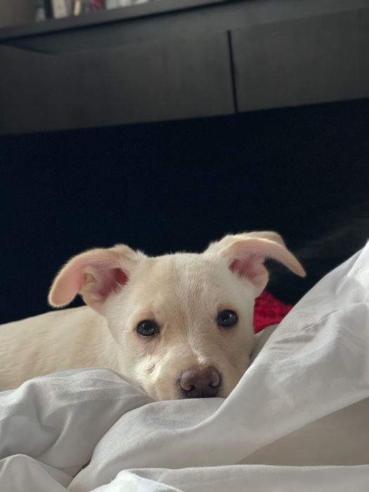 Дівчинка шукає родину