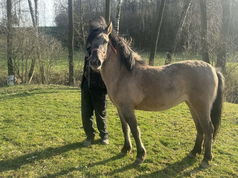 Klacz konika polskiego