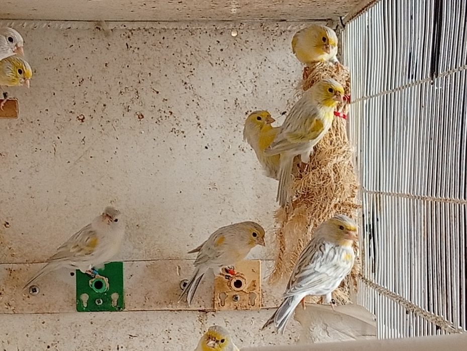 Canários 26 agatas opalas arlequim português no