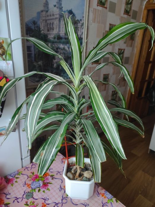 Продам взрослые растения,либо их деток