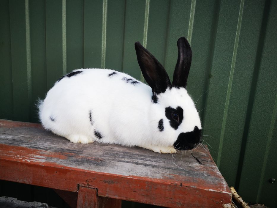 Кролики помісь Німецького строкатого та Каліфорнійської