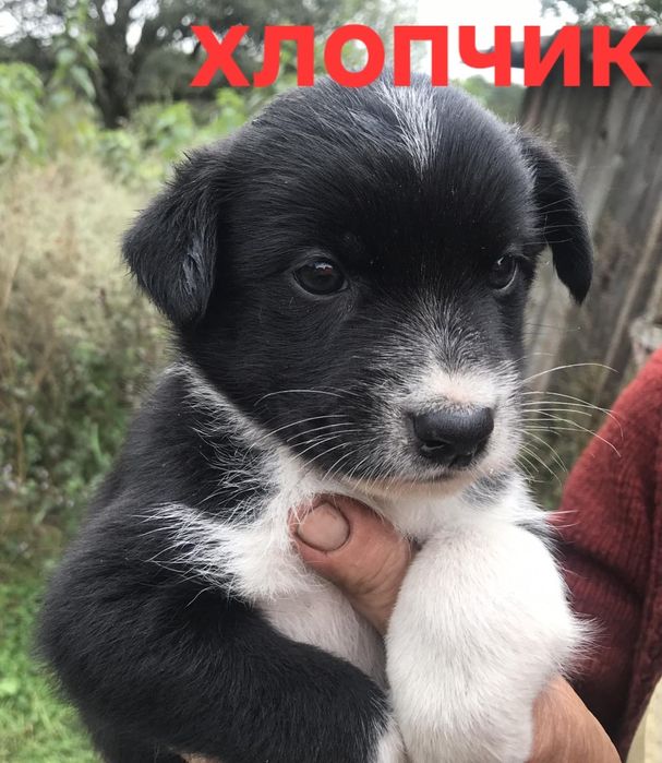 Цуценята у хороші руки!