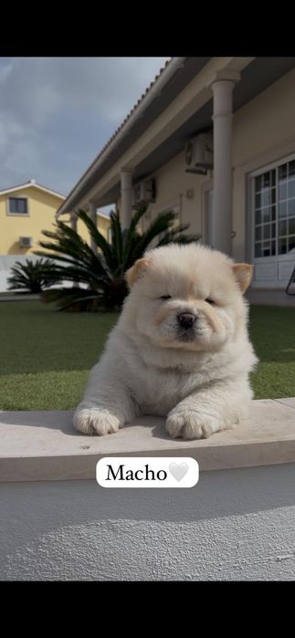 Chow chow macho..