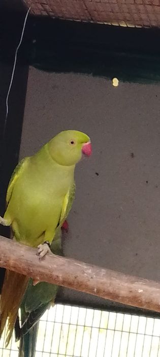 Cedo reing neck novos e sexados