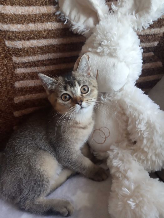 Кошечка британская шиншиловая