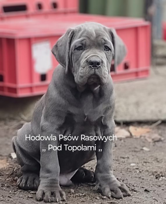 Potężne /Cane Corso Italiano