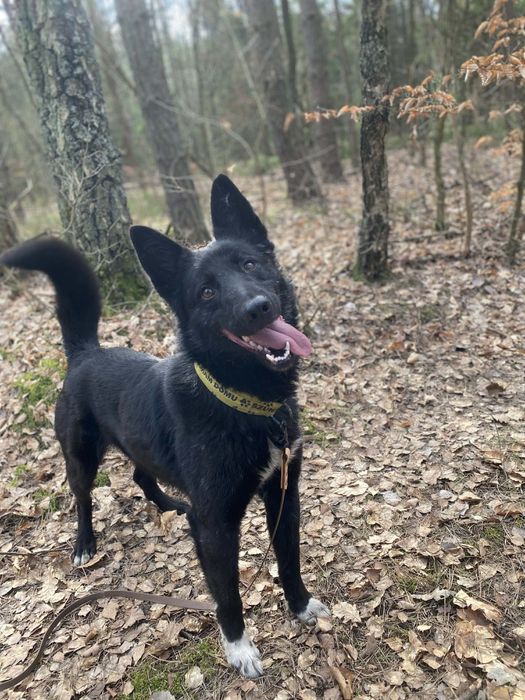 Łajka mix do adopcji