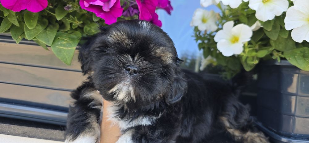 Shih tzu szczeniaczek