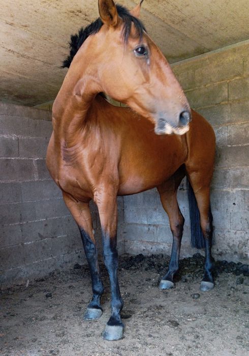 Égua Lusitana com livro azul