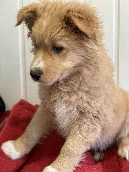 Цуценята хлопчики