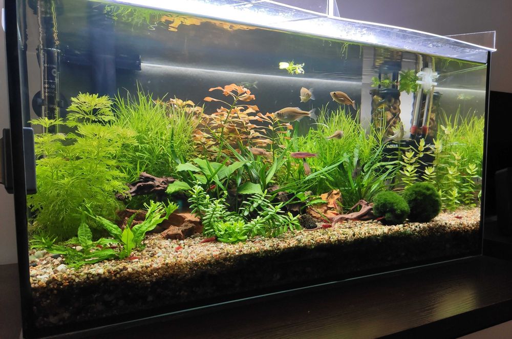 Zakładanie i serwis akwarium