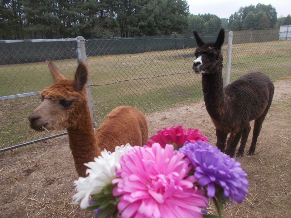 sprzedam samiec alpaki