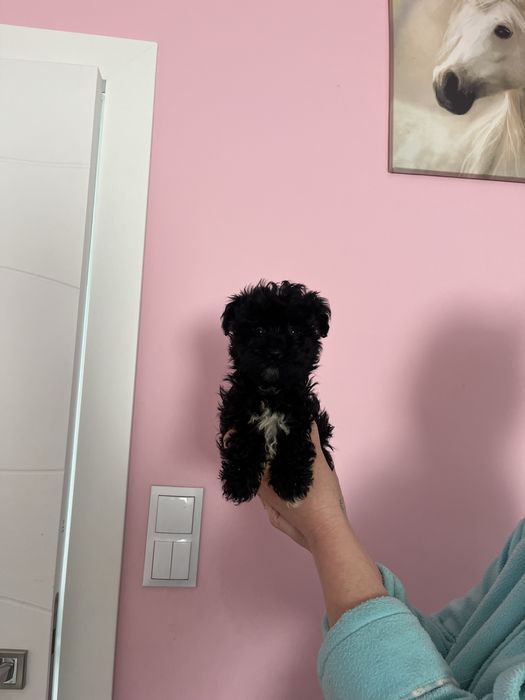 Odchowana mini sunia  Maltipoo XXS  Maltańczyk x Pudel Toy