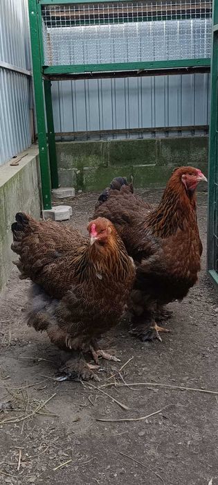 Яйце курей брама куріпчата