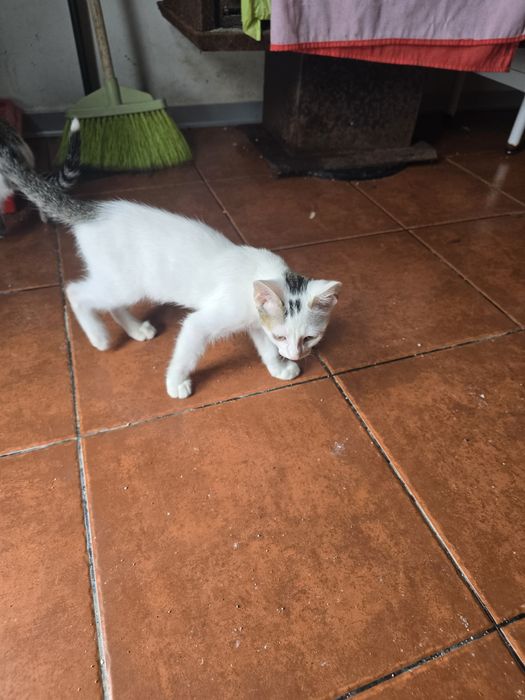 Fêmea e macho adopção