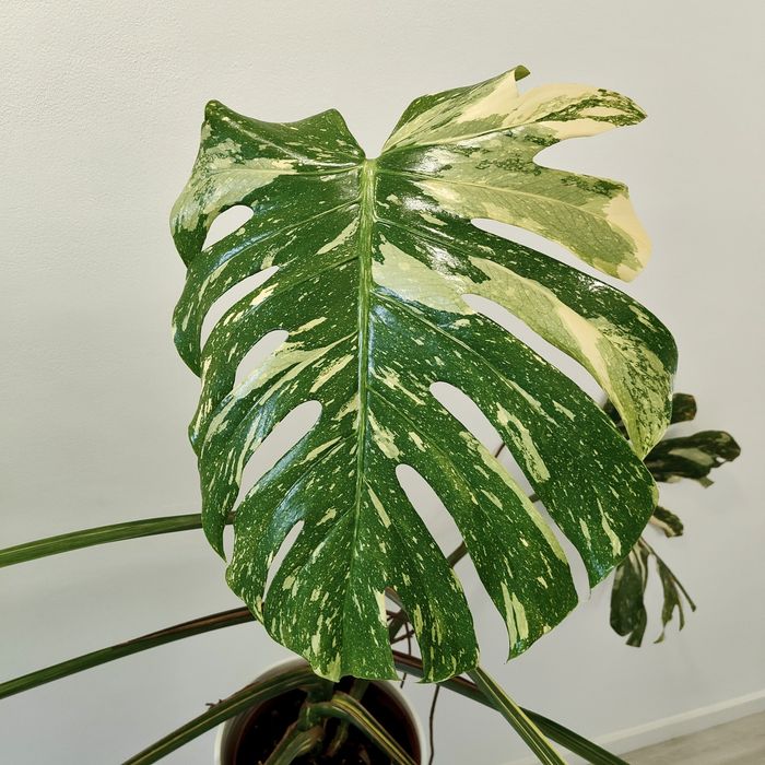 Monstera Thai constellation // planta rara