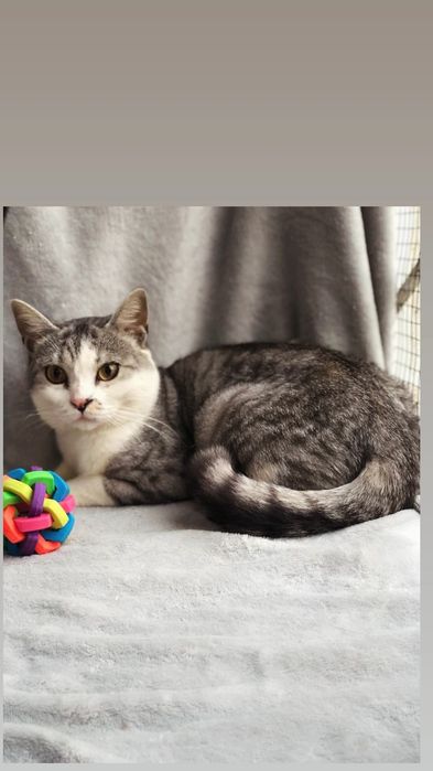 Отдам шиншилового кота, метис шотландца, 1,5 года, кастрирован,