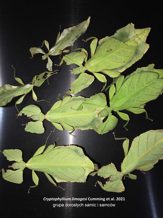 Liśćce dużo gatunków i osobników