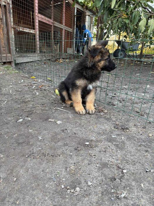 Продам собаченнят німецької довгошерсної вівчарки! Лишилась 1 дівчинка!