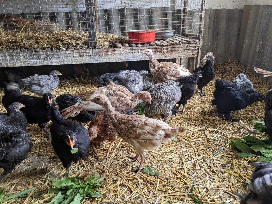 Індики Бурбон інкубаційне яйце