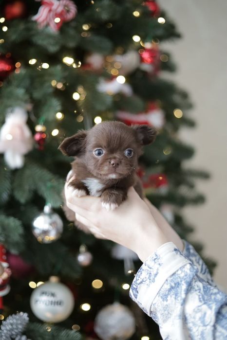 Chihuahua FCI chłopak