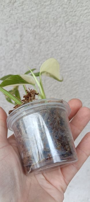 Monstera mimma rapidophora Terrasperma variegata