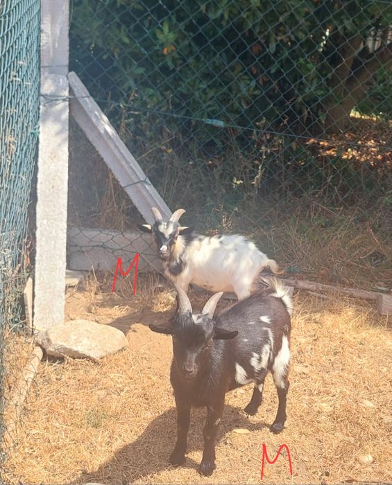 Cabras Anãs para venda