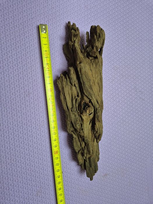 Korzeń mangrowca 25 cm