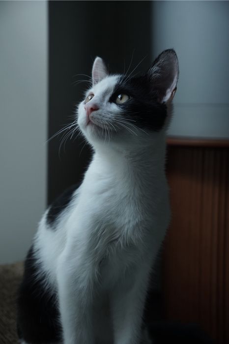 Котика в хороші руки