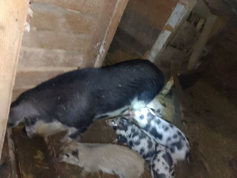 Mangalice prosięta,