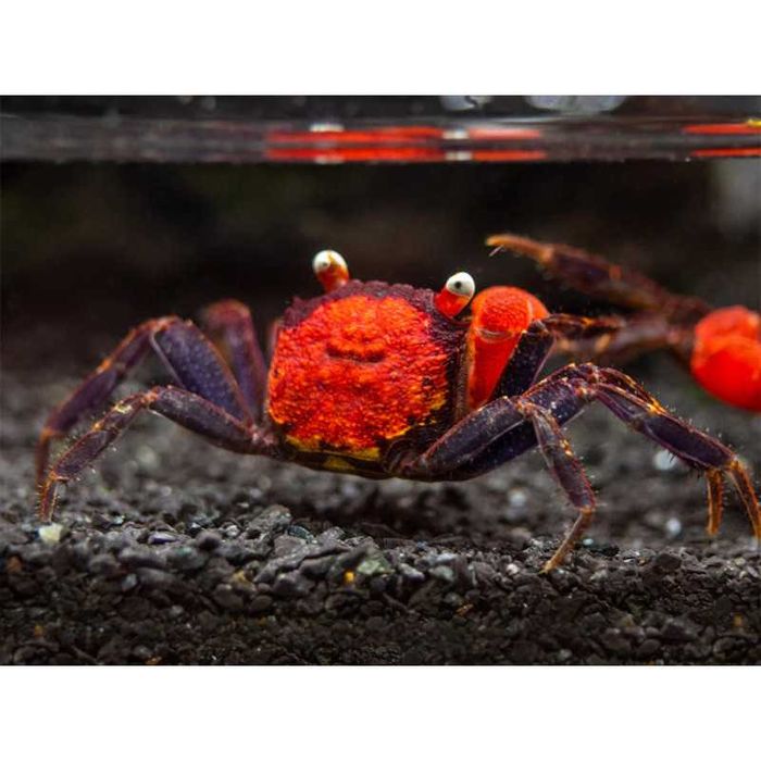 Caranguejo Vampiro - Geosesarma diferentes espécies Paludário Vivário