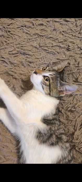 Котик, безкоштовно