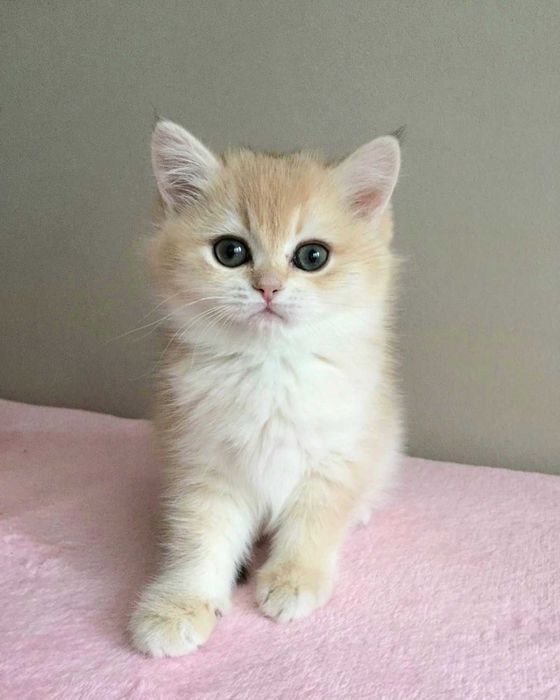 Kotka  niebieska złota szynszyla